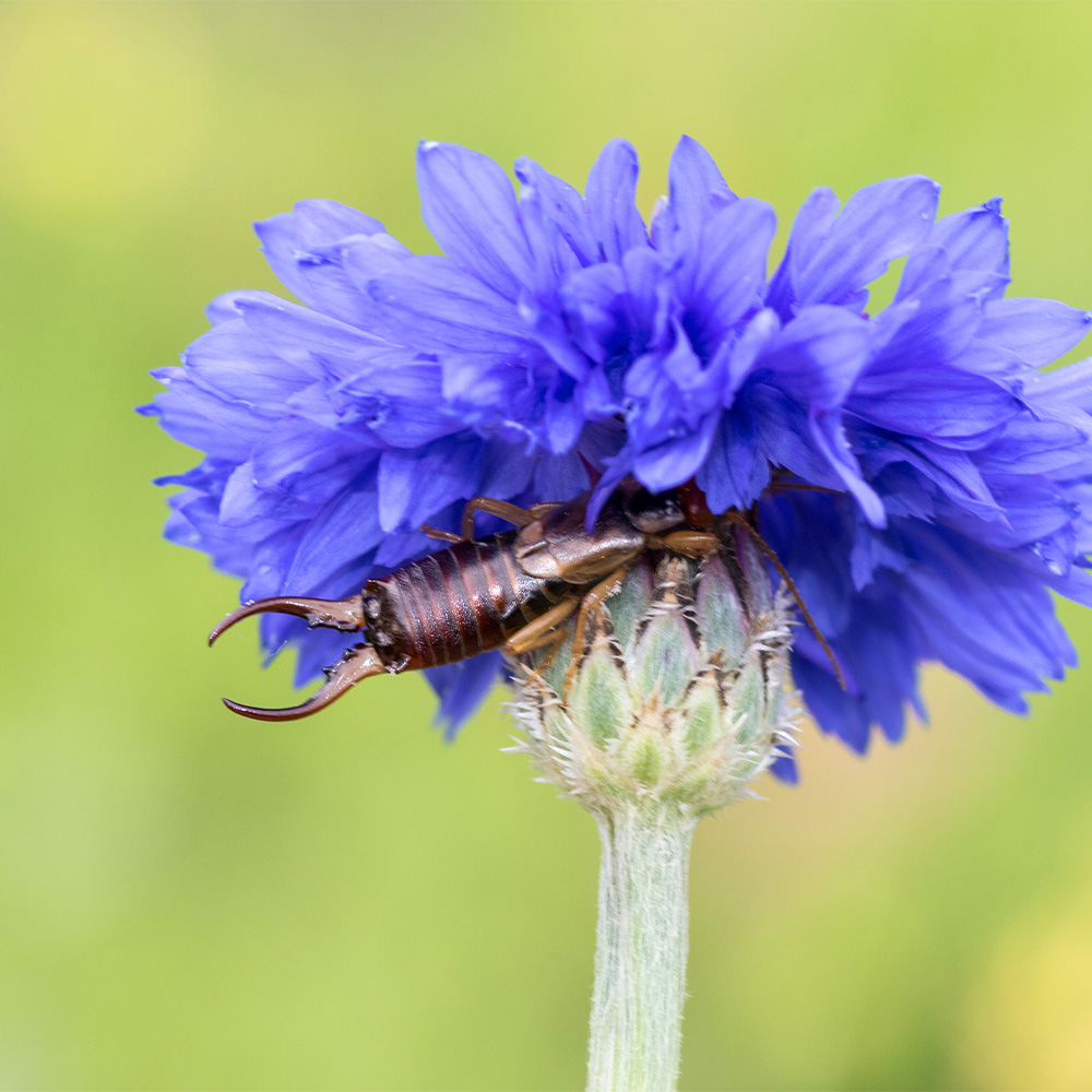 Intruder Alert Earwigs