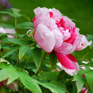 Peony Primer