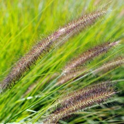 Grasses