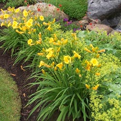 Daylilies