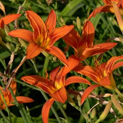 Daylilies