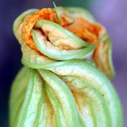 Growing Zucchini