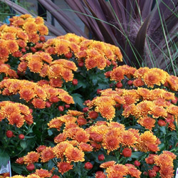 fall gardening New York