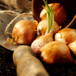 fall gardening New York