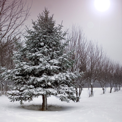 holiday gardening New York