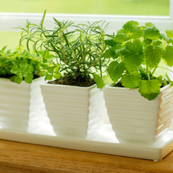 holiday gardening New York