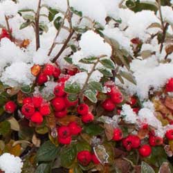 winter gardening New York