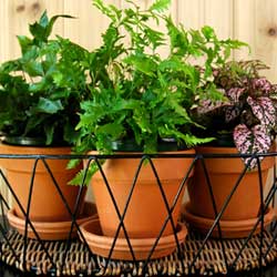 winter gardening New York