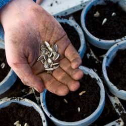 winter gardening New York